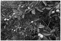 Guava fruit on tree. Haleakala National Park, Hawaii, USA. (black and white)