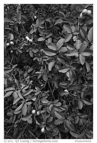 Guava tree with fruits. Haleakala National Park (black and white)