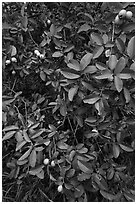 Guava tree with fruits. Haleakala National Park, Hawaii, USA. (black and white)