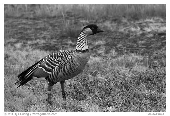 Hawaiian Goose (Nene). Haleakala National Park, Hawaii, USA.