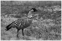 Hawaiian Goose (Nene). Haleakala National Park ( black and white)