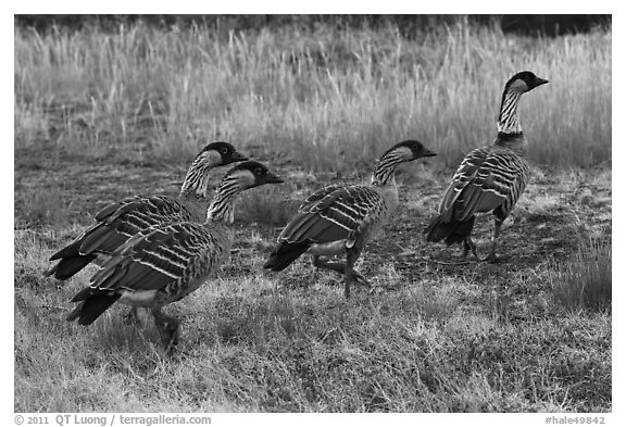 Hawaiian geese (Branta sandvicensis). Haleakala National Park, Hawaii, USA.