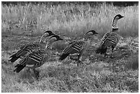 Hawaiian geese (Branta sandvicensis). Haleakala National Park ( black and white)