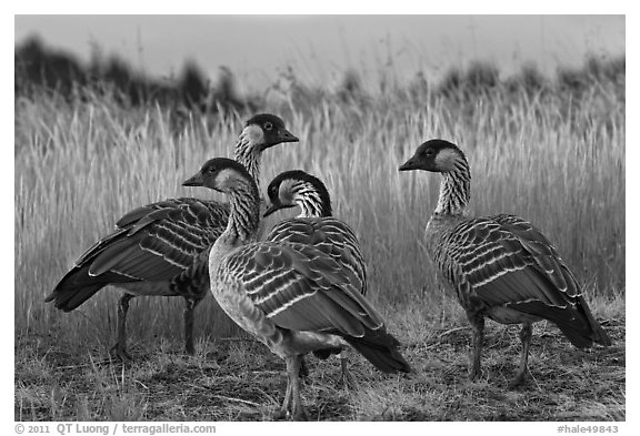 Nene (Branta sandvicensis). Haleakala National Park (black and white)