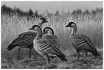 Nene (Branta sandvicensis). Haleakala National Park ( black and white)