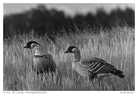 Nene geese. Haleakala National Park, Hawaii, USA.