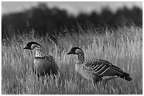 Nene geese. Haleakala National Park ( black and white)