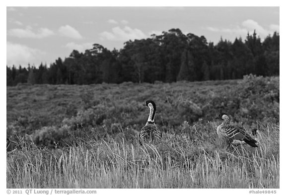 Hawaiian Geese in shrubland. Haleakala National Park (black and white)