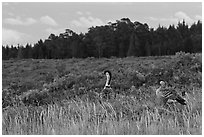 Hawaiian Geese in shrubland. Haleakala National Park ( black and white)