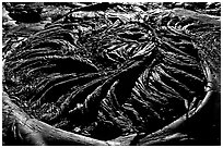 Ferns growing out of hardened pahoehoe lava circle. Hawaii Volcanoes National Park, Hawaii, USA. (black and white)