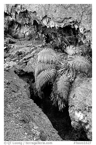 Ferns and lava crust on Mauna Ulu crater. Hawaii Volcanoes National Park (black and white)