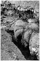 Ferns and lava crust on Mauna Ulu crater. Hawaii Volcanoes National Park ( black and white)