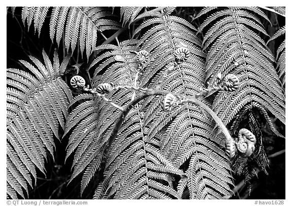 Hawaian ferns. Hawaii Volcanoes National Park (black and white)