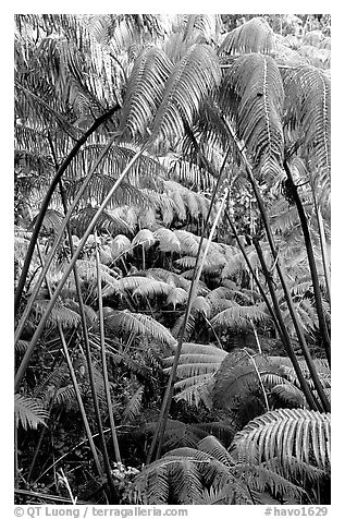 Lush tropical ferms near Thurston lava tube. Hawaii Volcanoes National Park (black and white)