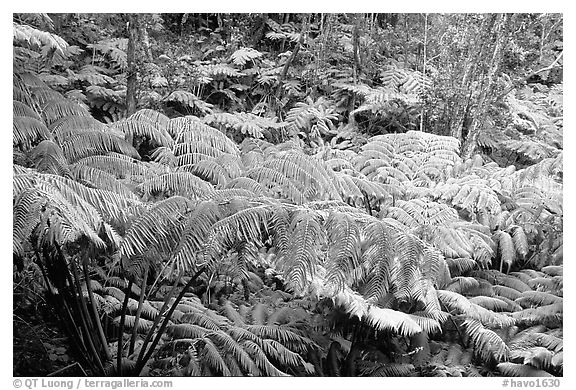 Lush tall ferms near Thurston lava tube. Hawaii Volcanoes National Park (black and white)