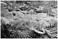 Lush tall ferms near Thurston lava tube. Hawaii Volcanoes National Park, Hawaii, USA. (black and white)