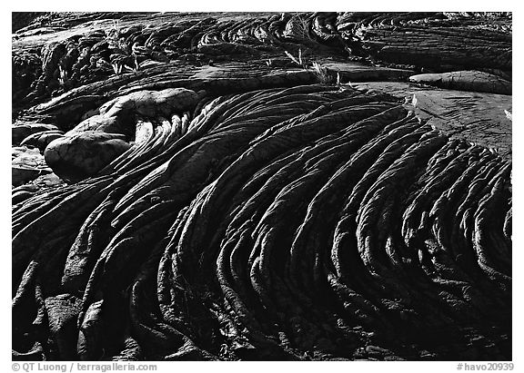 Hardened rope lava and ferns. Hawaii Volcanoes National Park, Hawaii, USA.