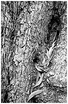 Koa tree leaves and bark detail. Hawaii Volcanoes National Park, Hawaii, USA. (black and white)