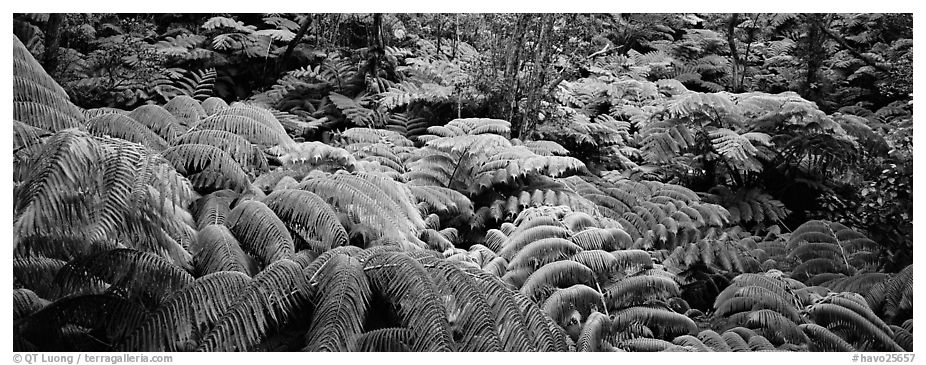 Tropical ferns. Hawaii Volcanoes National Park (black and white)