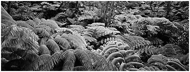Tropical ferns. Hawaii Volcanoes National Park (Panoramic black and white)