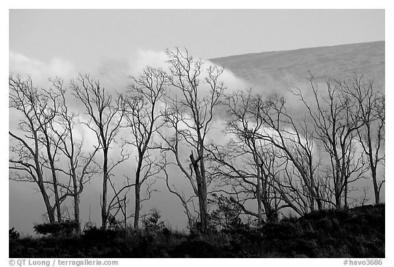 Trees silhouetted against fog at sunrise. Hawaii Volcanoes National Park, Hawaii, USA.