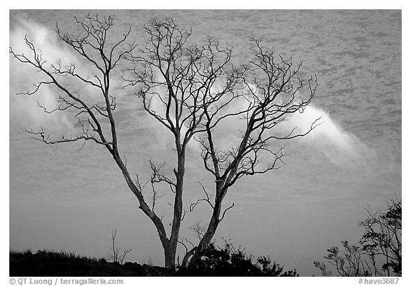 Trees and fog near Hilana Pali. Hawaii Volcanoes National Park, Hawaii, USA.