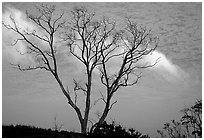 Trees and fog near Hilana Pali. Hawaii Volcanoes National Park, Hawaii, USA. (black and white)