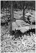 Hawaiian rain forest ferns and trees. Hawaii Volcanoes National Park ( black and white)