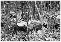 Native Rainforest. Hawaii Volcanoes National Park, Hawaii, USA. (black and white)