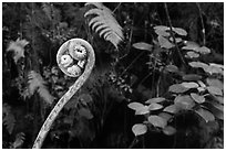 Young frond of endemic Hawaiian Hapuu. Hawaii Volcanoes National Park, Hawaii, USA. (black and white)