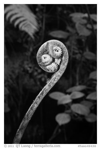 Fiddlehead of Hapuu (Cibotium splendens). Hawaii Volcanoes National Park, Hawaii, USA.