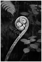 Fiddlehead of Hapuu (Cibotium splendens). Hawaii Volcanoes National Park, Hawaii, USA. (black and white)