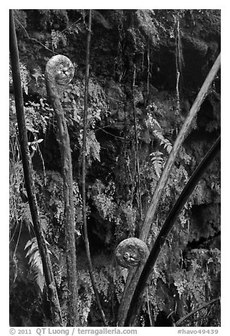 Hapuu (male tree ferns) unfolding. Hawaii Volcanoes National Park, Hawaii, USA.