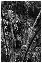 Hapuu (male tree ferns) unfolding. Hawaii Volcanoes National Park ( black and white)