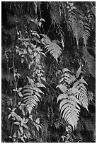 Ferns on cave wall. Hawaii Volcanoes National Park, Hawaii, USA. (black and white)