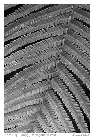 Fern close-up. Hawaii Volcanoes National Park (black and white)