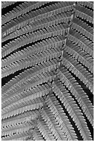 Fern close-up. Hawaii Volcanoes National Park, Hawaii, USA. (black and white)