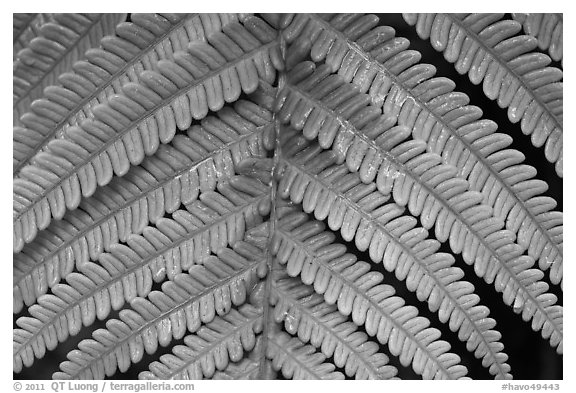 Tropical fern frond. Hawaii Volcanoes National Park (black and white)