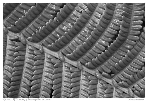 Fern leaf close-up. Hawaii Volcanoes National Park (black and white)