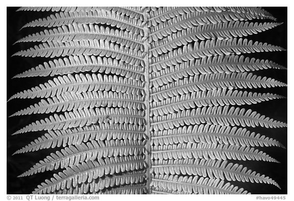 Tropical fern leaves. Hawaii Volcanoes National Park (black and white)