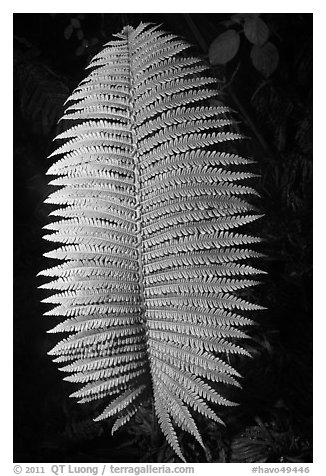 Fern leaf. Hawaii Volcanoes National Park (black and white)
