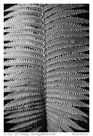Fern frond close-up. Hawaii Volcanoes National Park (black and white)