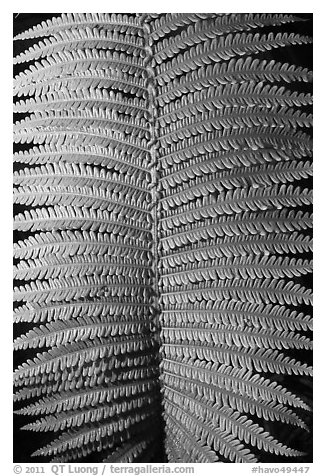 Fern frond close-up. Hawaii Volcanoes National Park, Hawaii, USA.