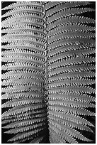 Fern frond close-up. Hawaii Volcanoes National Park, Hawaii, USA. (black and white)