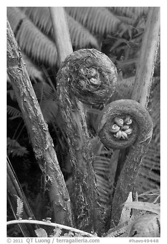 Hapuu Ferns with pulu hair. Hawaii Volcanoes National Park, Hawaii, USA.