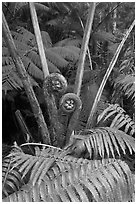 Crozier of the Hapuu tree ferns. Hawaii Volcanoes National Park, Hawaii, USA. (black and white)