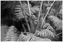 Hapuu tree ferns with crozier fronds. Hawaii Volcanoes National Park, Hawaii, USA. (black and white)