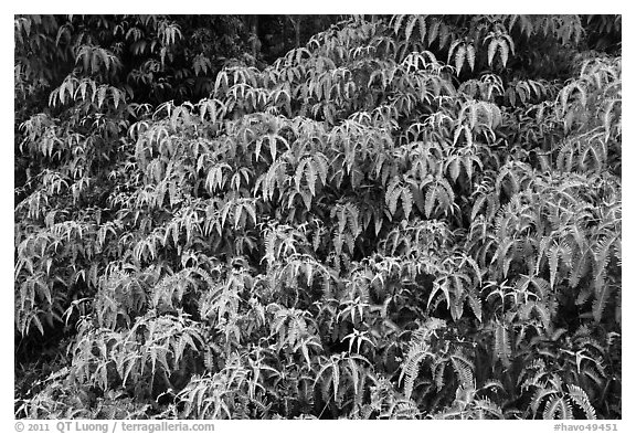 Tropical Ferns (Dicranopteris linearis) on slope. Hawaii Volcanoes National Park (black and white)
