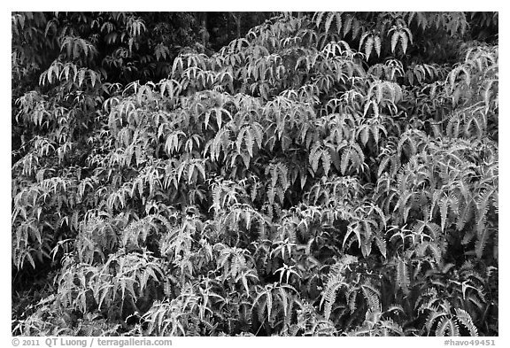 Tropical Ferns (Dicranopteris linearis) on slope. Hawaii Volcanoes National Park, Hawaii, USA.