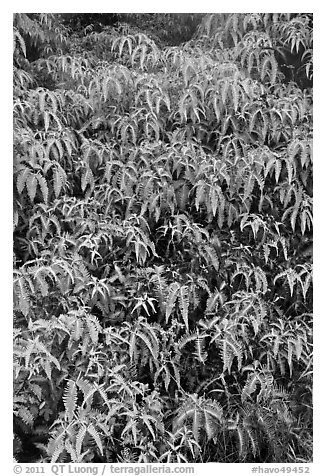 Slope covered with Uluhe ferns. Hawaii Volcanoes National Park (black and white)